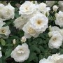 藤冰山月季的优缺点