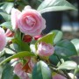 茶花喜欢什么土壤(茶花为什么不能用营养土种)