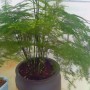 文竹种植用什么土比较好(文竹盆栽用什么土)