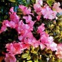 杜鹃花病害(杜鹃花病害图谱及防治)