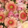 非洲菊鲜切花怎样养(非洲菊鲜切花需要醒花吗)