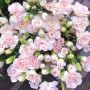 多头康乃馨怎么养(多头康乃馨怎么养开)