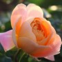 月季花品种名称图片(月季花品种图片及名称)