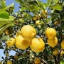 柠檬种植方法(广东四季香水柠檬种植方法)