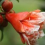 石榴盆栽种植几年结果(石榴移栽几年结果)