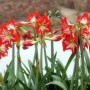 室内盆栽花卉大全（10种“懒人花”盆栽）