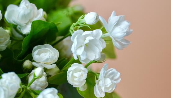 茉莉花怎么养殖(茉莉花怎么养殖和修剪)