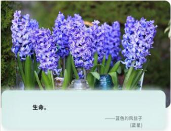 葡萄风信子种球—亚美尼亚