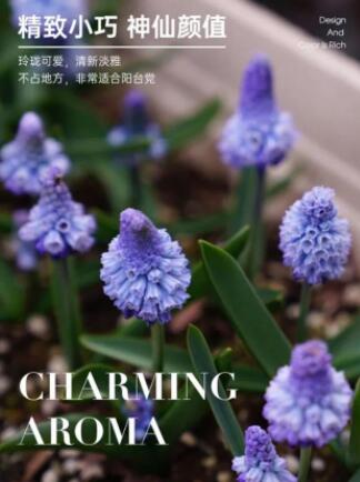 葡萄风信子种球—亚美尼亚