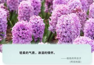 葡萄风信子种球—亚美尼亚