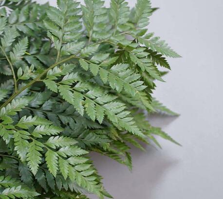 高山羊齿