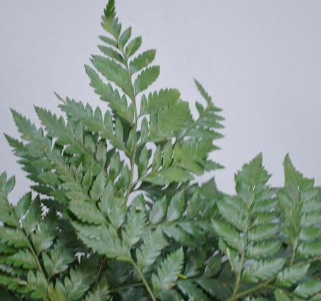 高山羊齿