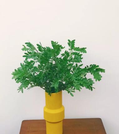 清香木