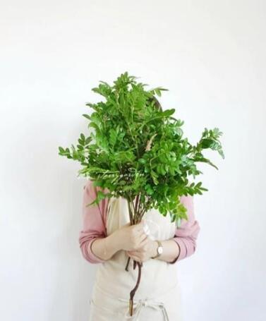 清香木