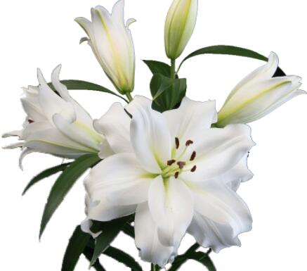 百合种球—木门