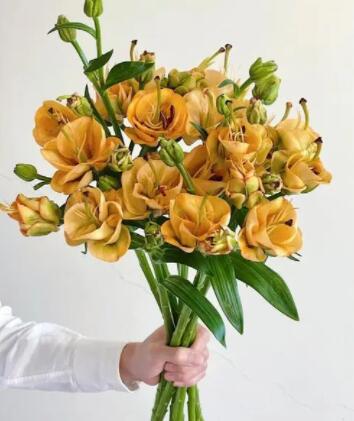 百合种球—杏仁软糖