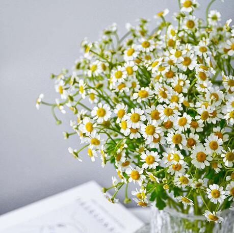洋甘菊