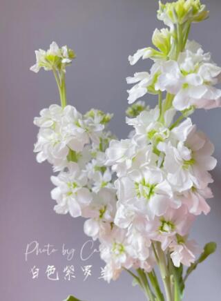 紫罗兰—白色