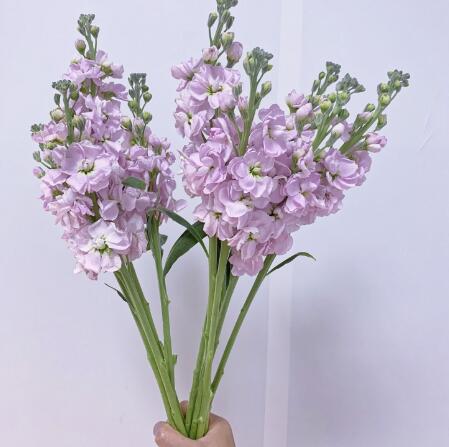 紫罗兰—粉色