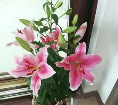 百合种球—索邦