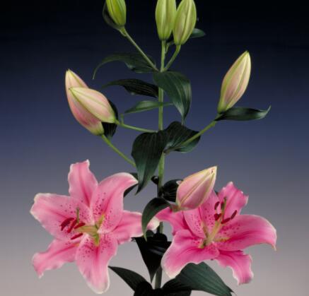 百合种球—索邦