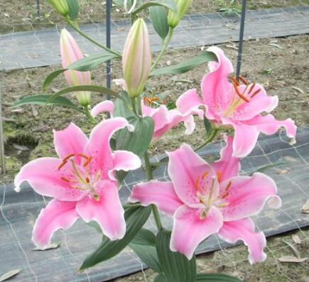 百合种球—索邦