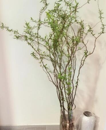 龙柳