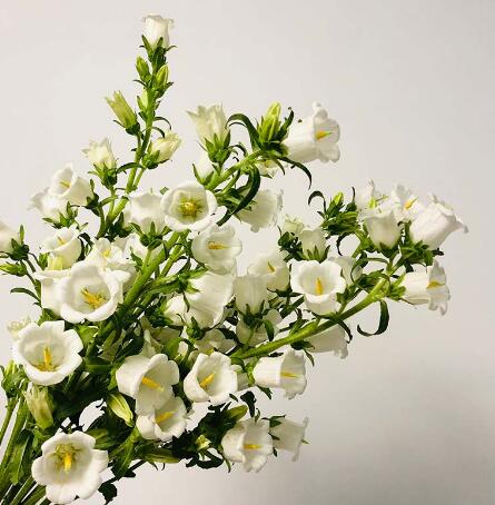 风铃花—白色