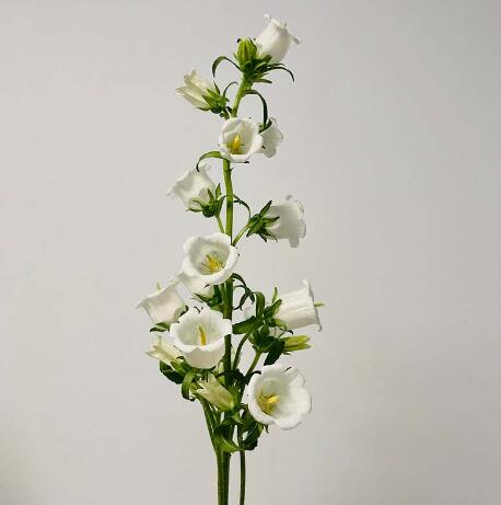 风铃花—白色