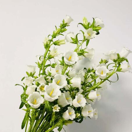 风铃花—白色