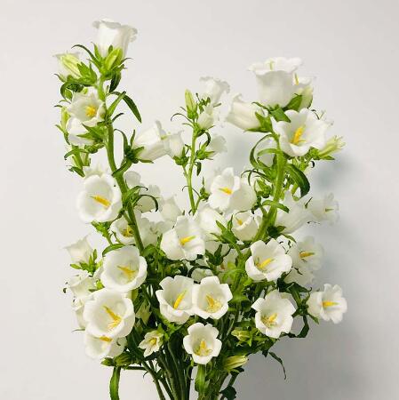 风铃花—白色