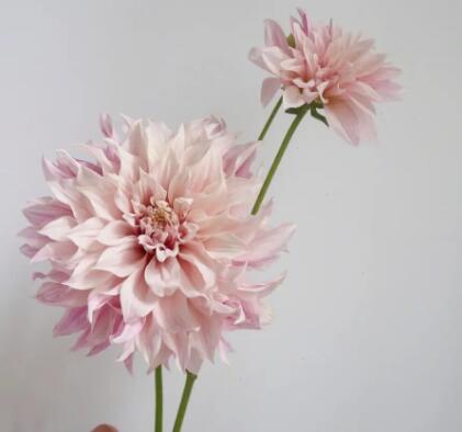 大丽花种球—福布基