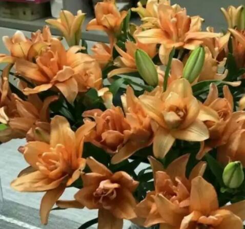 百合种球—皇帝