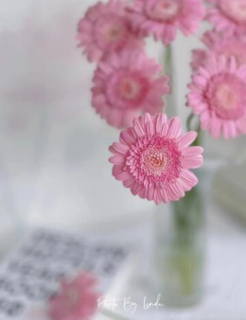 迷你非洲菊—西西里