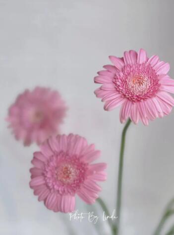 迷你非洲菊—西西里