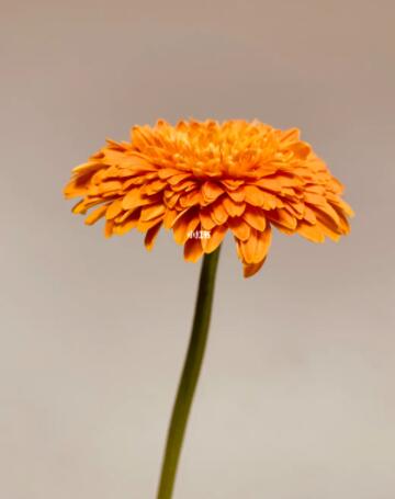 重瓣非洲菊—巴塞罗那