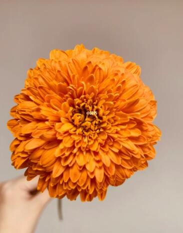 重瓣非洲菊—巴塞罗那