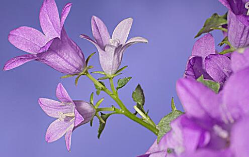 风铃花—浅紫色