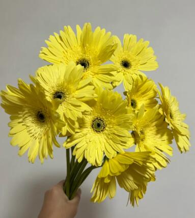 巨型非洲菊—苏黎世